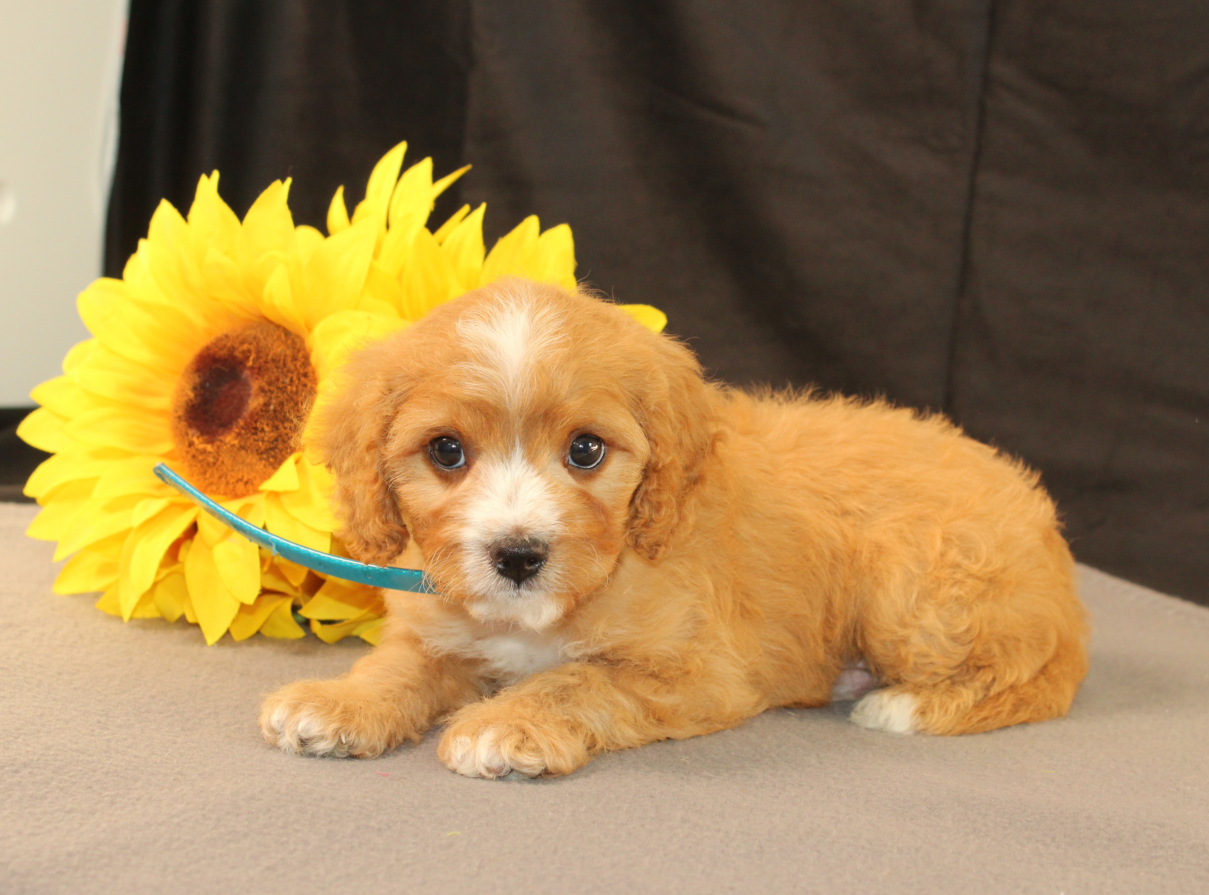 puppy, for, sale, Cavapoo, Ivan J. Stoltzfus, dog, breeder, Dornsife, PA, dog-breeder, puppy-for-sale, forsale, nearby, find, puppyfind, locator, puppylocator, aca